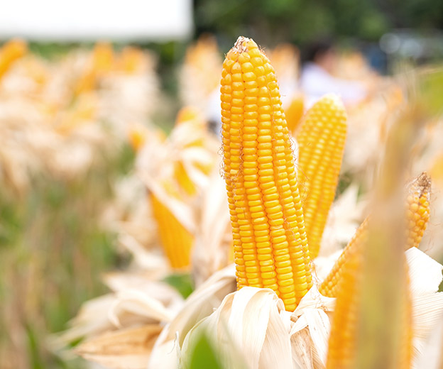 Agriculture (Targeting plant cells)