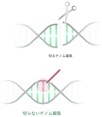 切るゲノム編集 切らないゲノム編集