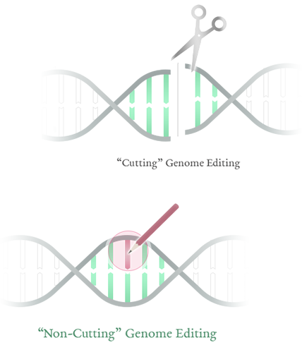 Cutting” genome editing “Non-Cutting” genome editing