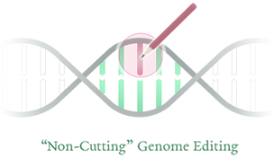 “Non-Cutting” genome editing