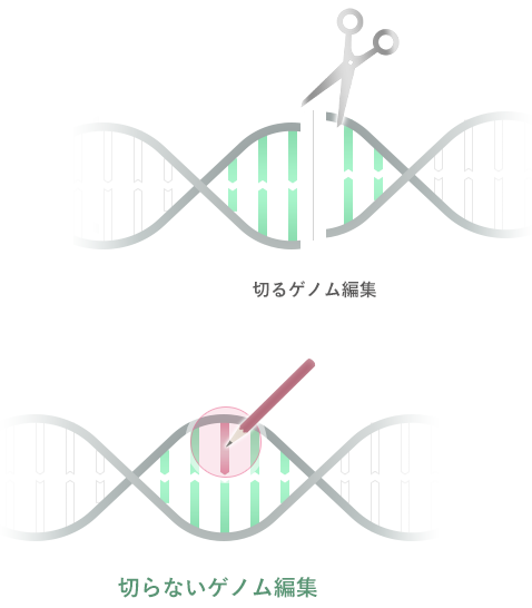 切るゲノム編集 切らないゲノム編集